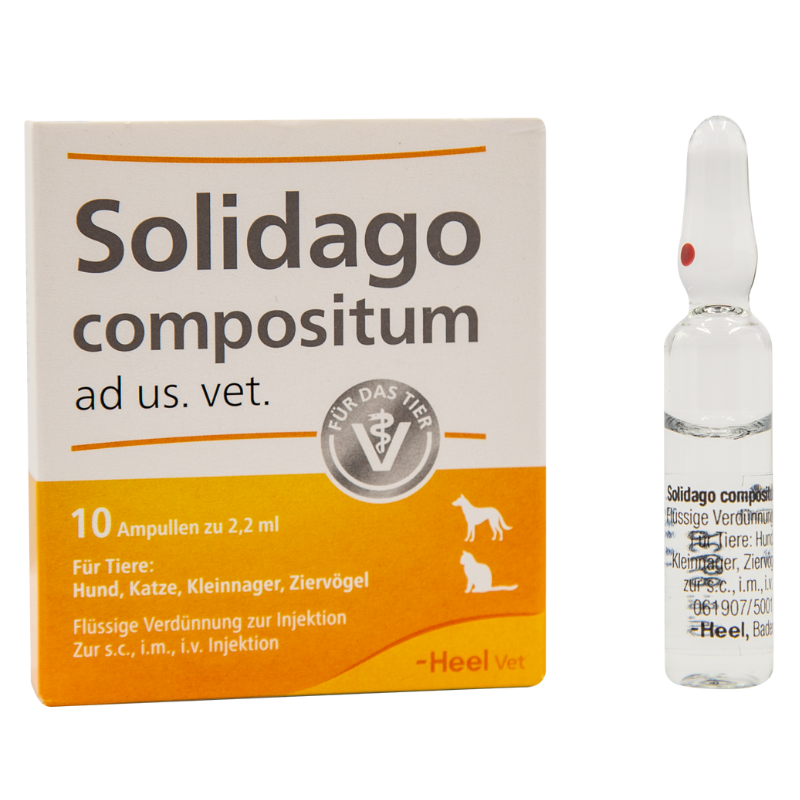 Solidago x 10 ampollas